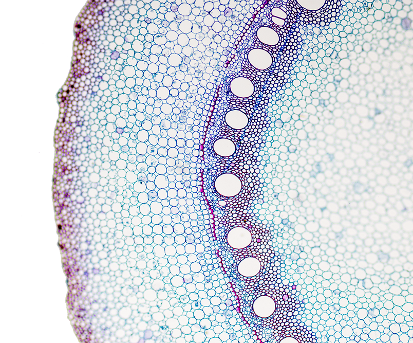 Cross-section of a cell