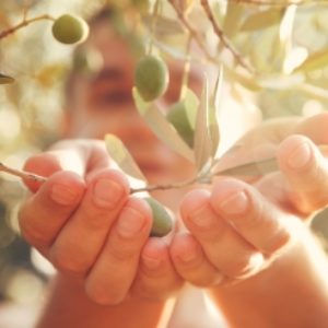 EatByTheSeasonsPost_OliveHarvest