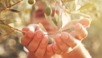 EatByTheSeasonsPost_OliveHarvest