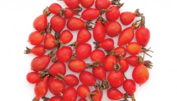 RoseHip_400x400