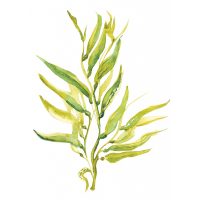 Seaweed_400x400