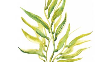 Seaweed_400x400