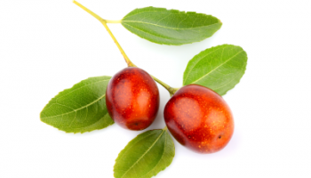 JojobaOil