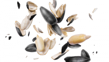 SunflowerSeeds