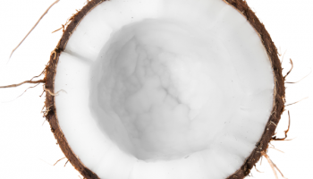 Coconut_600x600