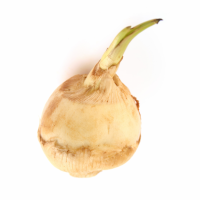 Arrowroot