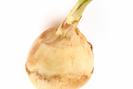Arrowroot