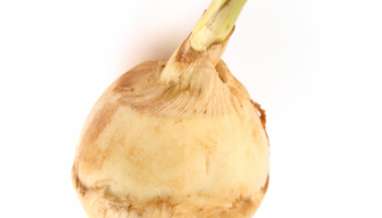 Arrowroot