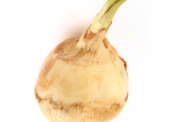 Arrowroot